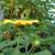 Mexican sunflower 5 thumbnail