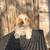 Holland lop 5 thumbnail
