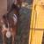 Nigerian/boer bucklings 3 thumbnail