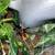 Tarantulas 3 thumbnail