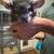 Male Chinchillas 2 thumbnail