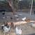 Chickens 1 thumbnail