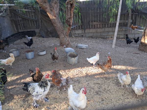 Chickens 1