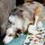 Red border collie Aussie mix 3 thumbnail