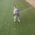 German Shepherd Husky Mix 4 thumbnail
