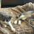 Two kittens 1 thumbnail