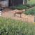Nigerian dwarf goats 3 thumbnail