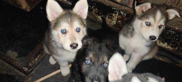 Husky/gsd mix puppies (Monroe)63853464858625120