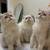 British shorthair and longhair Kitten for sales 13 thumbnail