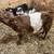 Mini highland/ belted bull calf 2 thumbnail