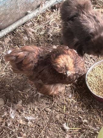 Chocolate satin silkies hen 1