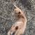 Fainting goats 1 thumbnail