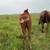 2025 AQHA Weanling Colt 4 thumbnail
