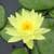 Water Lily - pond plant 3 thumbnail