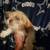 Female shihtzu 1 thumbnail