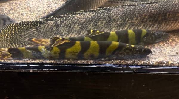 rare imperial flower loach fish 1