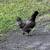 Mixed chickens ufd 2 thumbnail