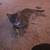 Kitten 3 thumbnail