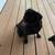 Adorable Female Black Pugs 3 thumbnail
