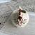 Vintage Shawnee Pottery Chanticlier Rooster Chicken Pitcher USA 1940's 3 thumbnail