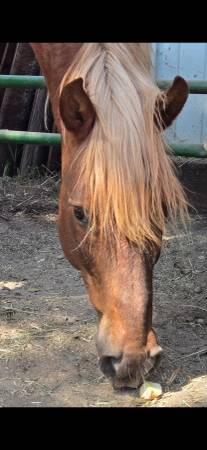 Reubicar a un mustang salvaje63827961688705122