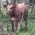 Red angus cross steer 2 thumbnail