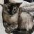 SIAMESE CAT 4 thumbnail