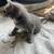 Scotish Fold Kittens 6 thumbnail