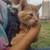 Kittens 6 thumbnail