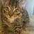 Male kittens 1 thumbnail