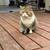 Missing cat 2 thumbnail