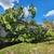 K RUSH TREE SERVICE AND LANDSCAPING LLC 3 thumbnail