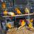 Canary. Timbrado 12 thumbnail