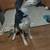 9 month old Beagle Blue heeler mix 3 thumbnail
