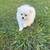 Pomeranian puppies 4 thumbnail
