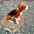 Large (Life-Size), Solid Cement, Dog - $125.00 7 thumbnail