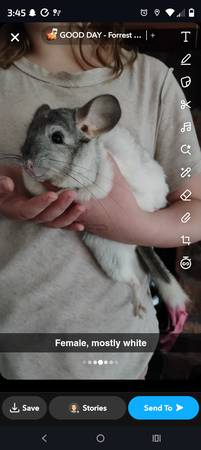 Chinchillas63983451258755120