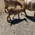 Baby Mini Nigerian Pygmy Goats 4 thumbnail