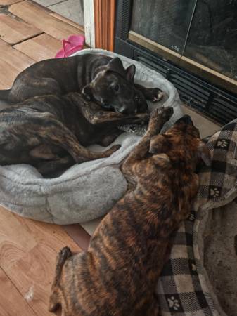 Cachorros que necesitan hogar (Downey)63829967949699121