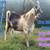 For Sale 100%NZ Kiko bucks 5 thumbnail