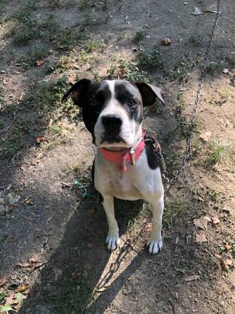 Free female pitbull she is fixed 1