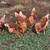 Laying Hens -- SALE PENDING 2 thumbnail
