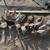 Laying hens 1 thumbnail