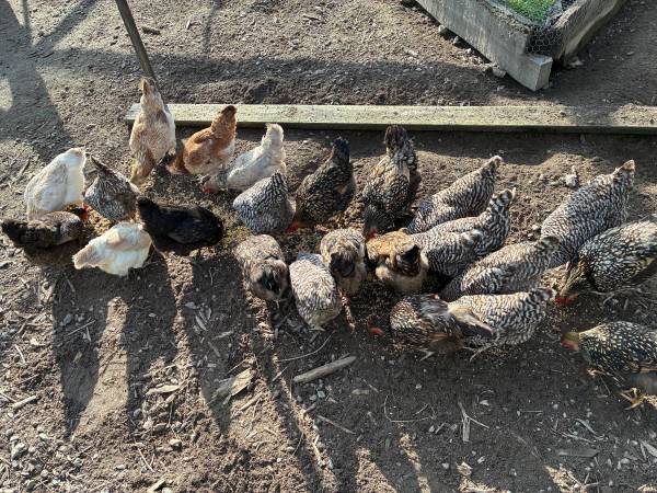 Laying hens 1
