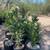 Beautiful Lush Oleander 8 thumbnail