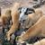 American Blackbelly Sheep - borregos 5 thumbnail