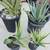 American Agave Cactus Plants Plus Many More!!! 20 thumbnail