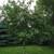 Yellow transparent apple tree 1 thumbnail