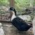 Ducks 8 thumbnail