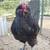 IMPORTED CHICKENS FRENCH BLACK CREVOCUER BREEDING PAIR ON ENDANGERED 1 thumbnail